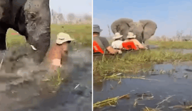 Elephant attack in Okavango Delta injures tourist