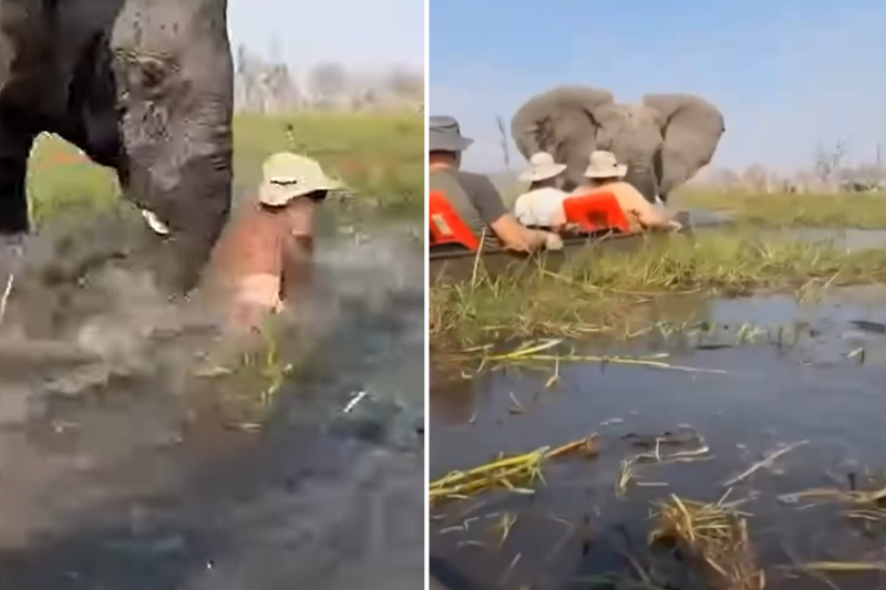 Elephant attack in Okavango Delta injures tourist