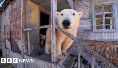 Polar bears occupy abandoned Soviet-era research station