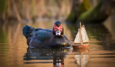 “Bloody fool”: this duck that talks like a human is baffling scientists