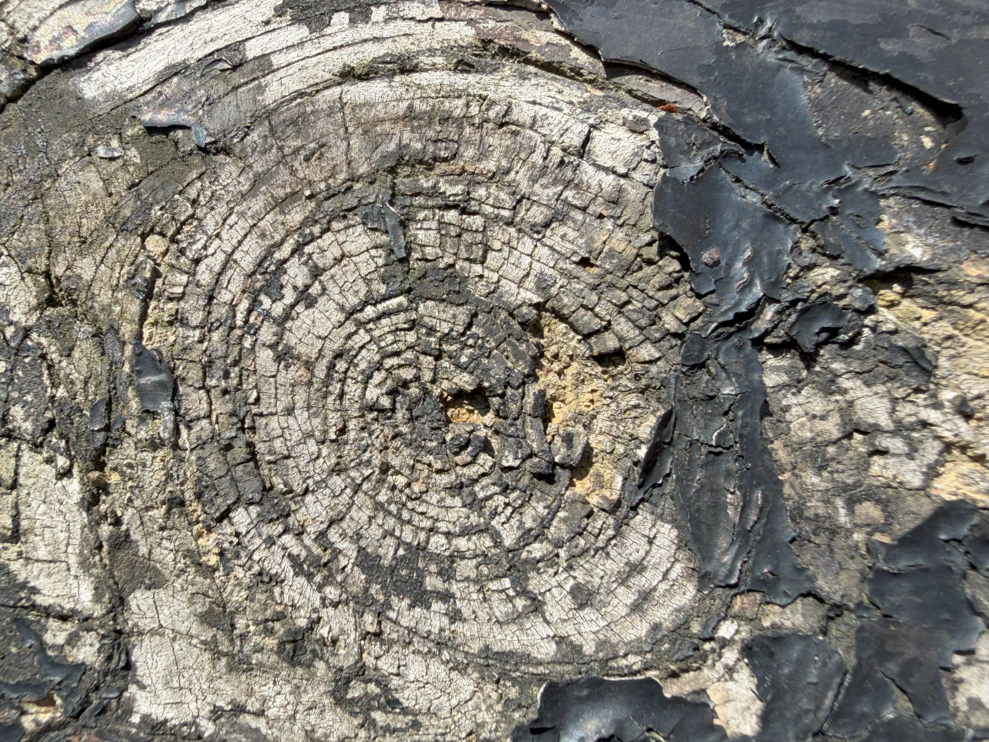 Apple iPhone 17 Pro Max macro sample.