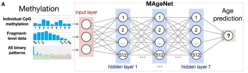 A deep neural network for age prediction from fragment-level targeted DNA methylation data. (CREDIT: Cell Reports)