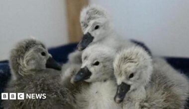 Four cygnets, a mixture of light grey and dark grey, snuggled together on a blue blanket.
