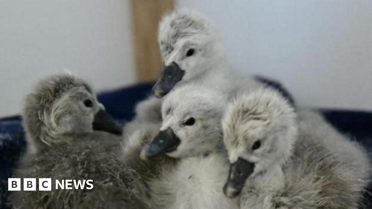 Four cygnets, a mixture of light grey and dark grey, snuggled together on a blue blanket.