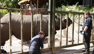 A rhino behind a fence at a zoo in Edinburgh.