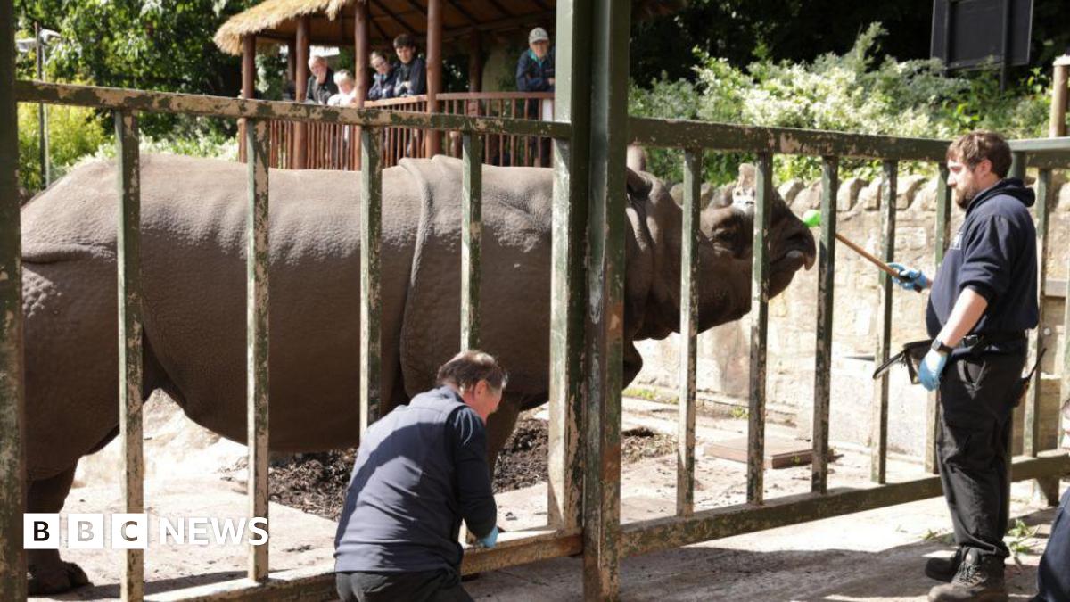 A rhino behind a fence at a zoo in Edinburgh.