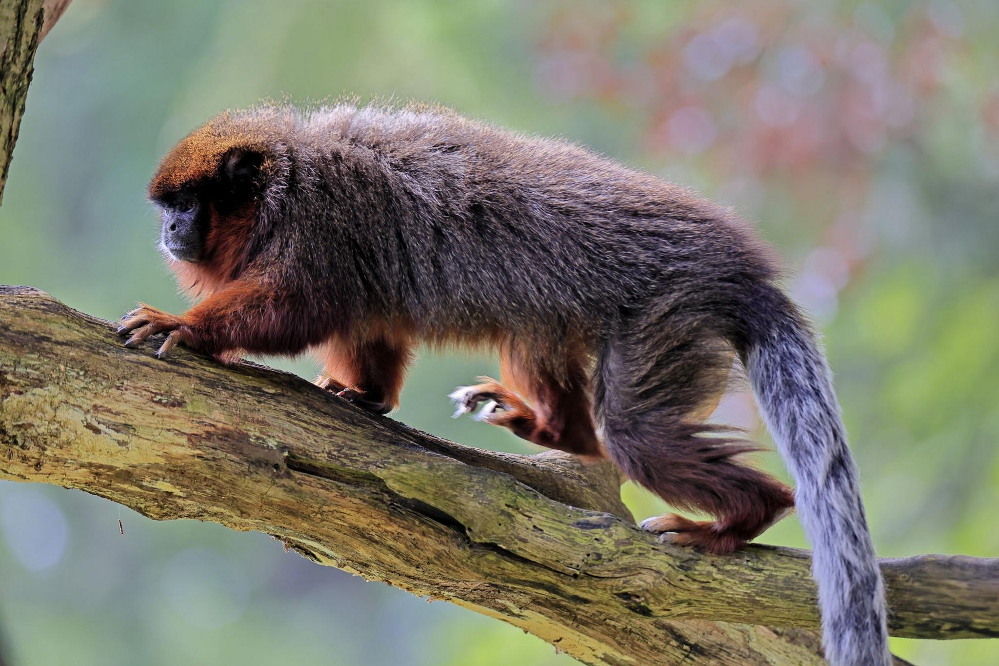 Stock photo of a Coppery titi adult, running on a tree trunk in South America.