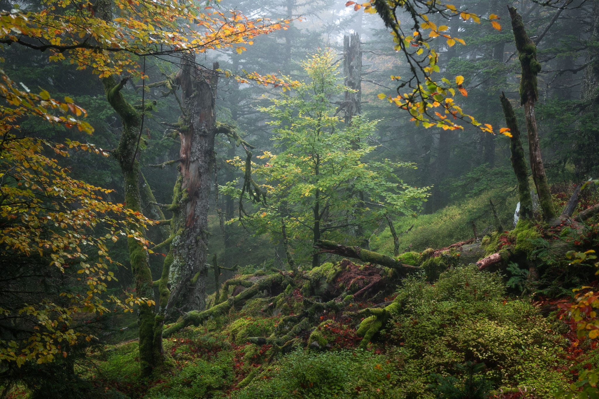 a photograph by Frédéric Demeuse of moss-covered trees in a dense forest
