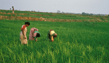 Viewpoint: The promise and challenges facing India’s turn toward gene-edited rice
