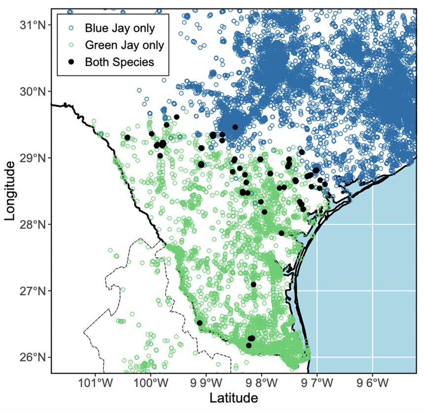 A map shows where the green jay and blue jay ranges overlap in Texas, as reported from 2000 to 2023 in the eBird app.