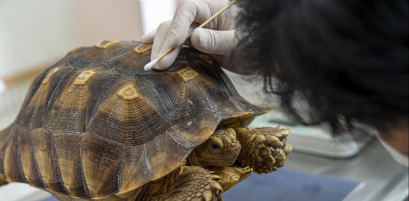 Calling in the animal drug detectives − helping veterinarians help beluga whales, goats and all creatures big and small