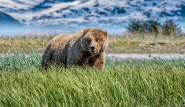 Alaska’s Fat Bear Week is more than a bit of fun – for the animals, size is a matter of survival