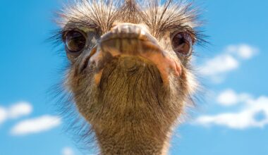 The ancestors of ostriches and emus were long-distance fliers – here’s how we worked this out