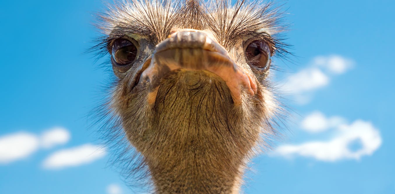 The ancestors of ostriches and emus were long-distance fliers – here’s how we worked this out