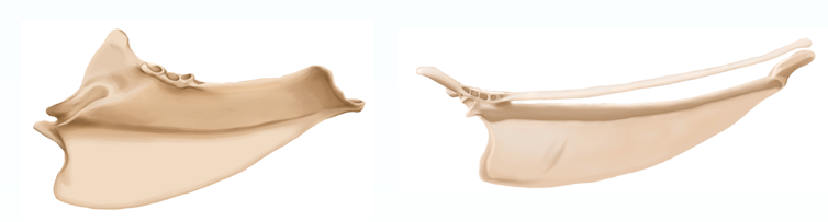 Two illustrations of bird sterna (breastbones). The one on the left belongs to _Lithornis_, and is shorter with a deeper keel. The one on the right belongs to a tinamou and is more elongate.