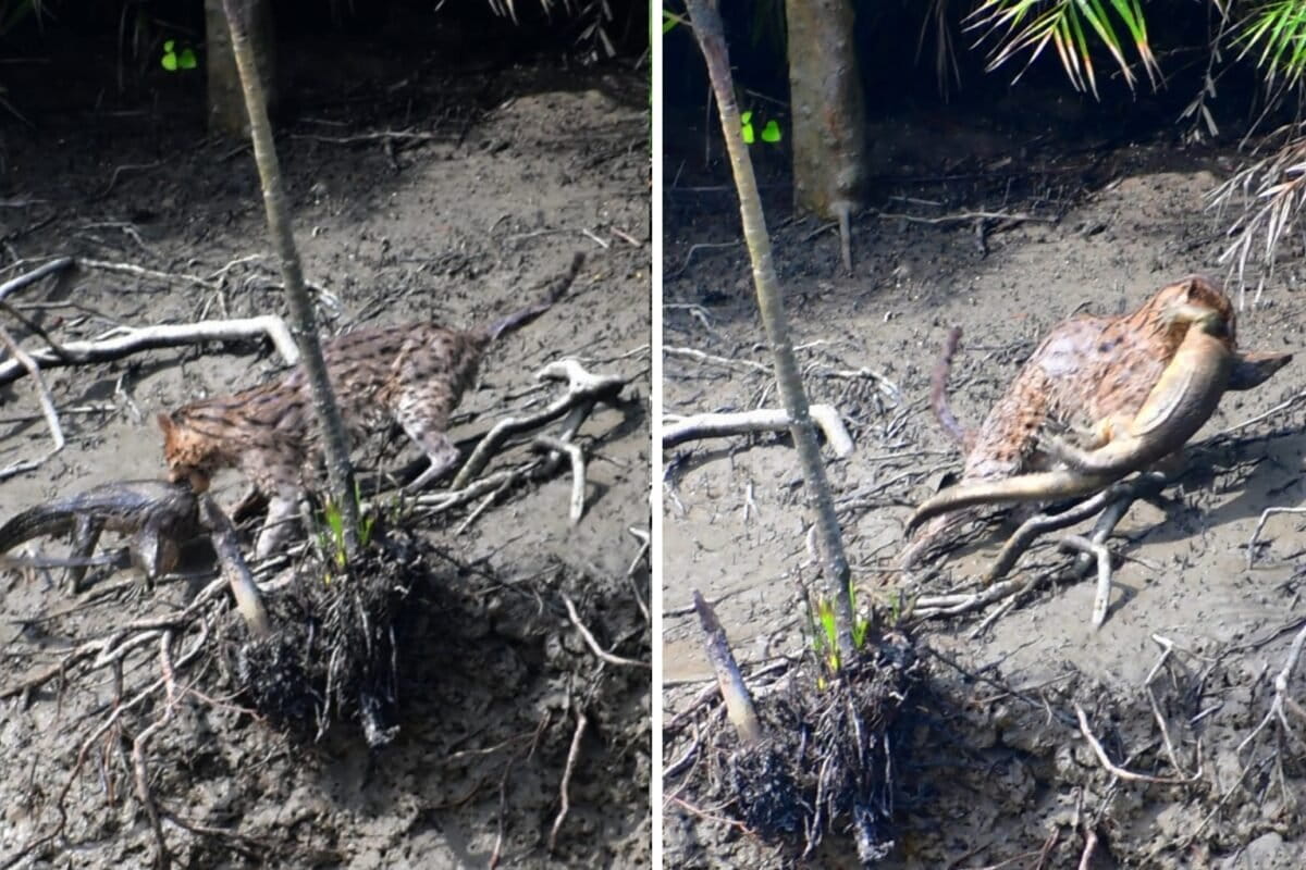 Rare photos capture fishing cat preying on monitor lizard in the Sundarbans
