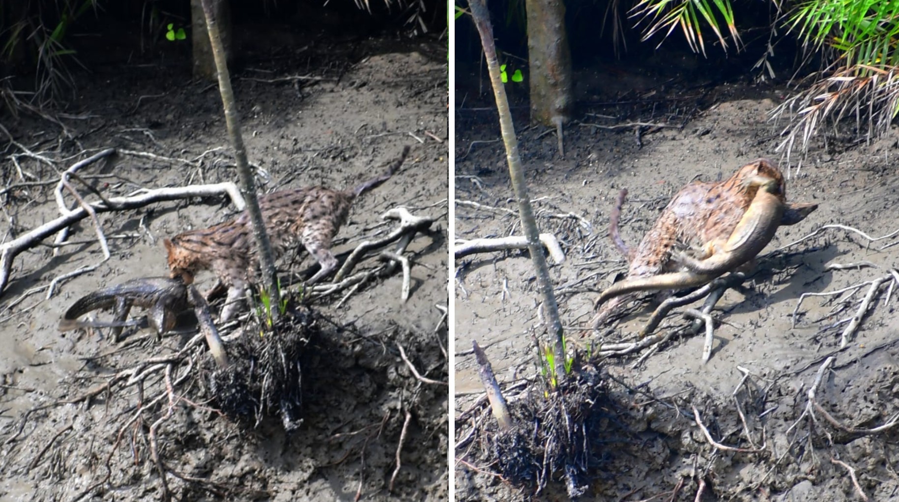 A fishing cat photographed feeding on a monitor lizard near Pirkhali, a part of Sajnekhali Wildlife Sanctuary, in the Indian Sundarbans. Image courtesy of Soumyadip Santra.