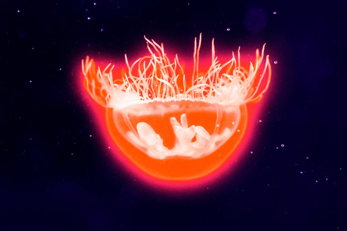 Experts are scrambling to explain a rise in jellyfish blooms in the last place you'd expect: the freshwater lakes of middle America.