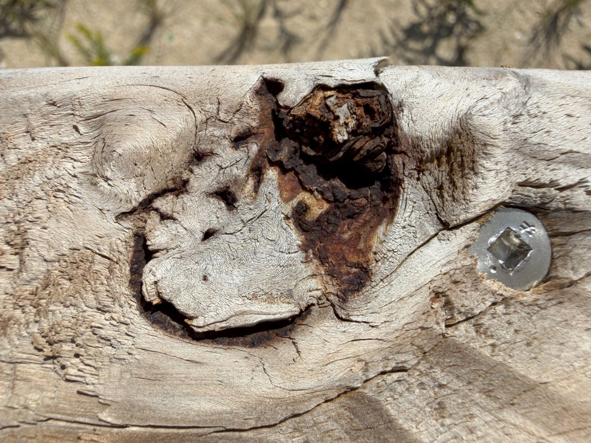 Apple iPhone 17 Pro Max macro sample.