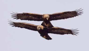 Two Golden Eagles ‘disappear’ in south Scotland – Police appeal for information – Raptor Persecution UK