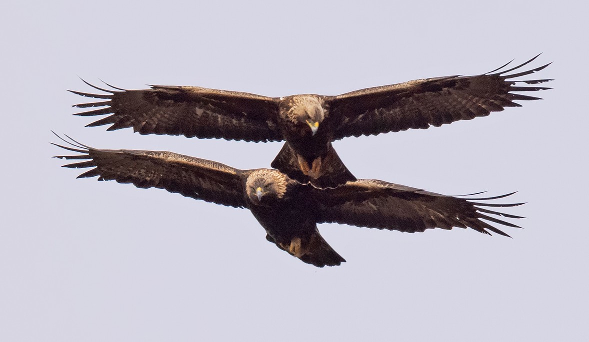 Two Golden Eagles ‘disappear’ in south Scotland – Police appeal for information – Raptor Persecution UK