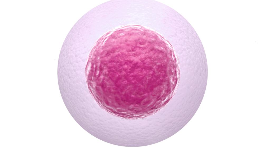 In brief: Certain age-related DNA mutations are less common in human eggs