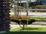 Daylight comparison, telephoto camera (8x): iPhone 16 Pro - f/2.8, ISO 50, 1/537s - Apple Iphone 17 Pro Max review