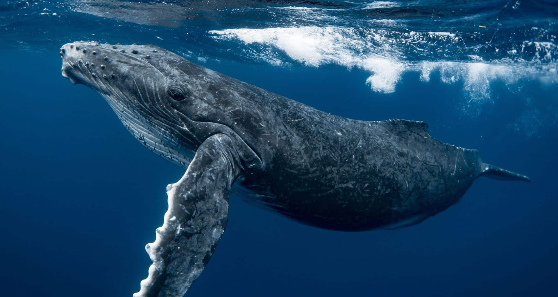 Humpback Whale