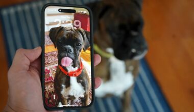 A hand holding a smartphone displaying a photo of a brindle boxer dog with a white chest and an orange collar, sticking its tongue out. The actual dog is in the background, sitting on a blue-striped rug on a wooden floor.