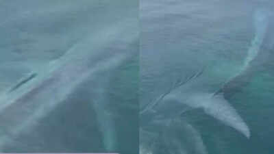 ‘Is this AI or real?’: Rare pygmy blue whale sighting in Western Australia stuns locals in viral video | Watch