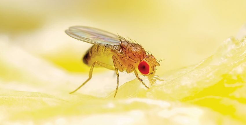 Image of a fruit fly. Image of a fruit fly.