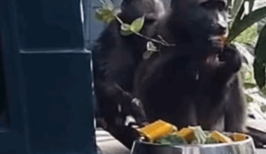 Second of pair of baboons that hitched a ride from Cape Town to Durban rescued