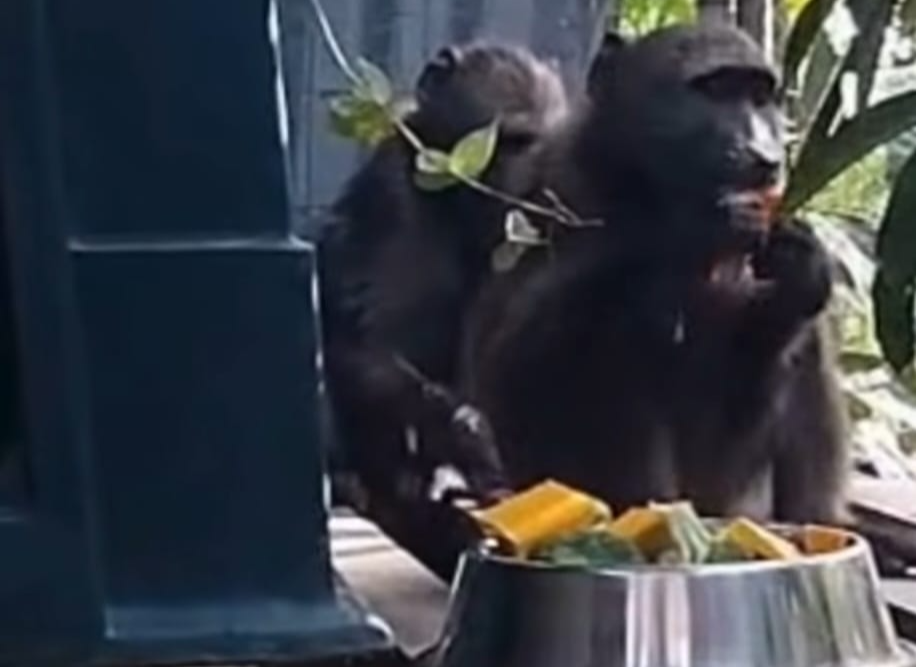 Second of pair of baboons that hitched a ride from Cape Town to Durban rescued