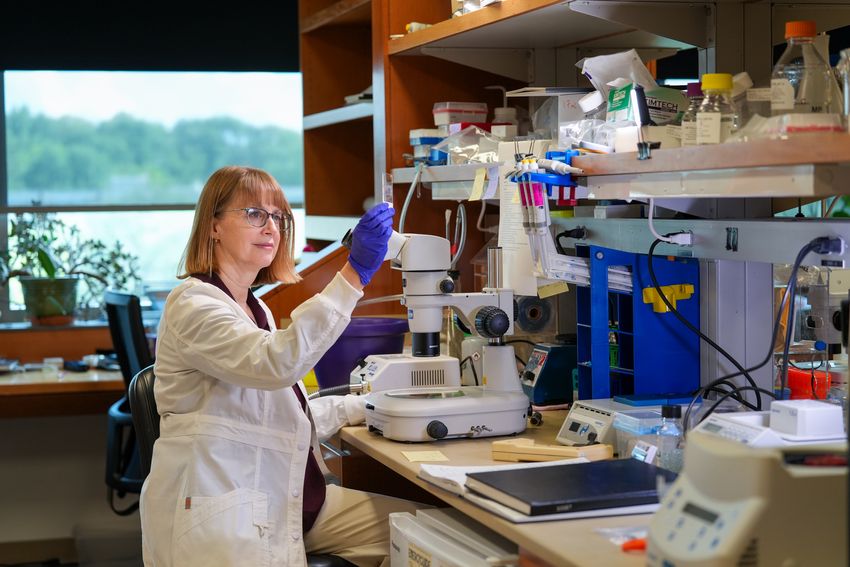 Jennifer Gerton sits at her lab bench in front of a microscope. She’s wearing glasses and a lab coat, holding up a microscope slide. Jennifer Gerton sits at her lab bench in front of a microscope. She’s wearing glasses and a lab coat, holding up a microscope slide.