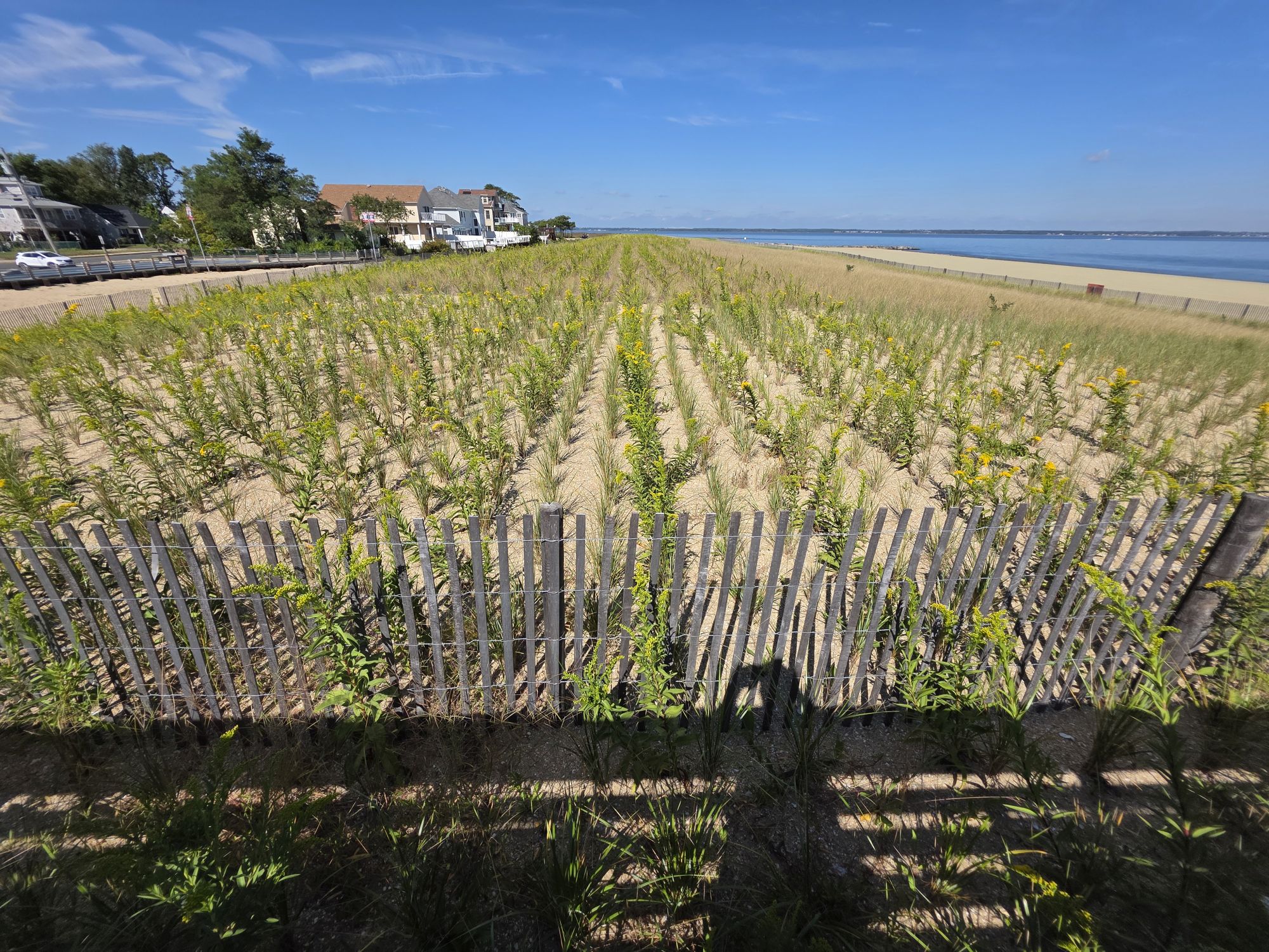 Samsung Galaxy S25 Ultra ultrawide sample.