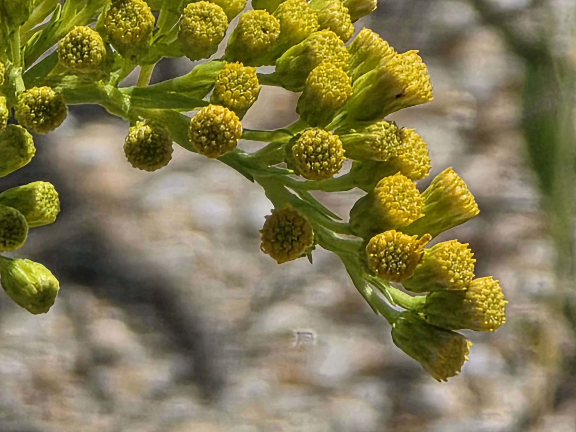 Samsung Galaxy S25 Ultra zoom sample.