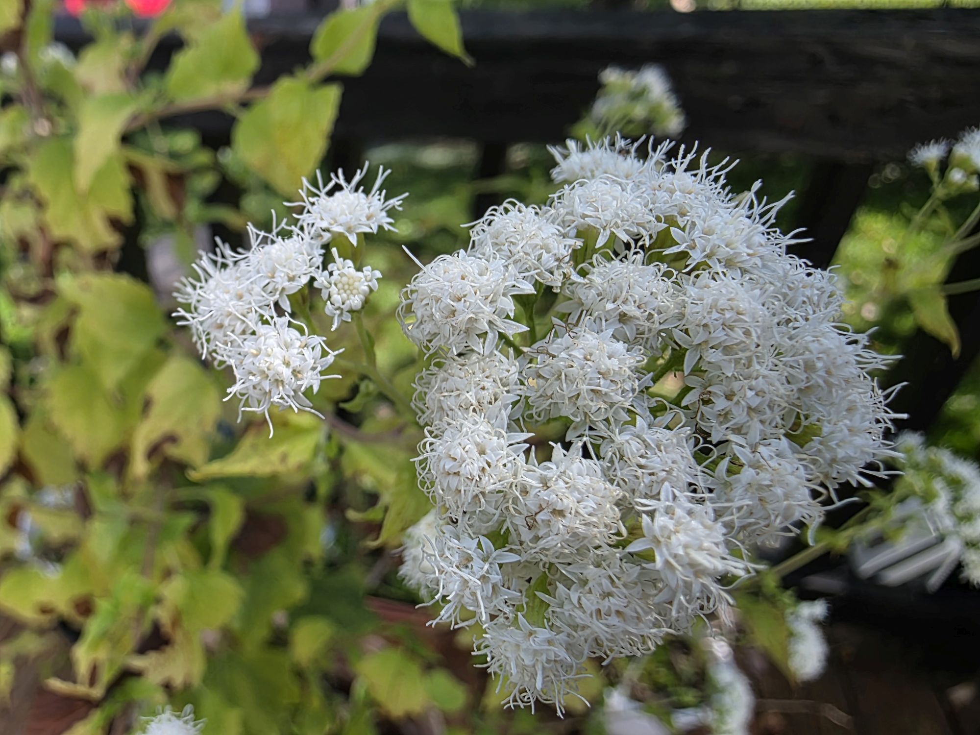 Samsung Galaxy S25 Ultra macro sample.