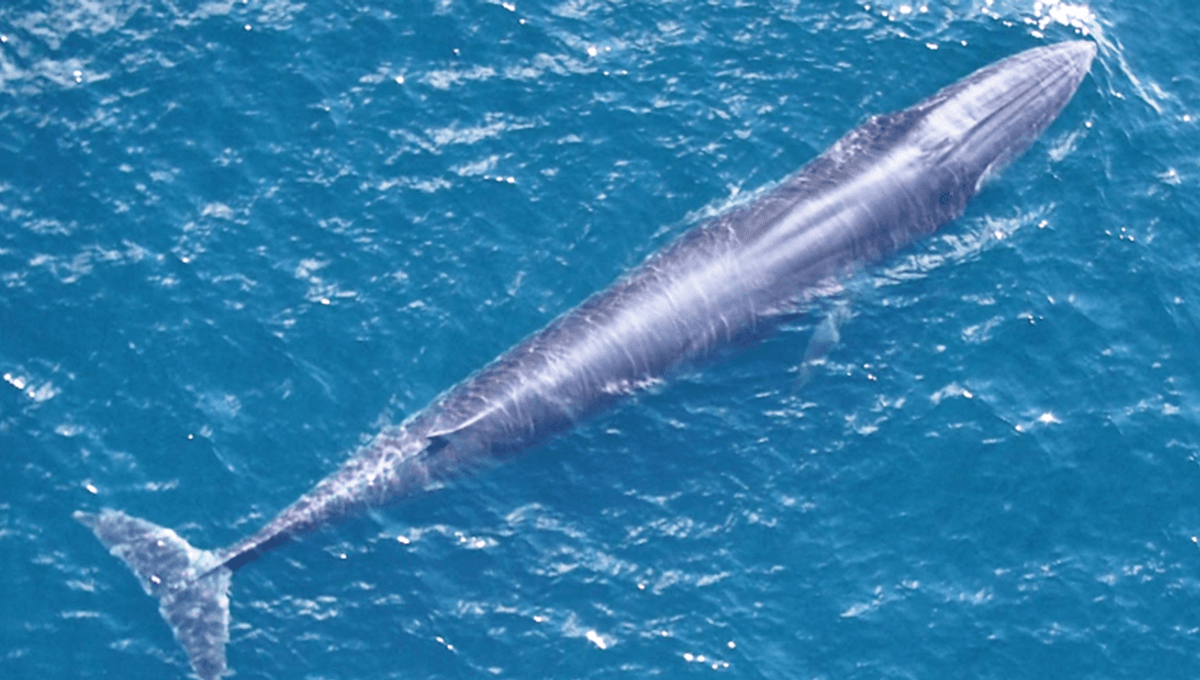 The World's Newest Whale Species Makes Moans Like No Other And There Are Only 50 Individuals Left To Hear Them