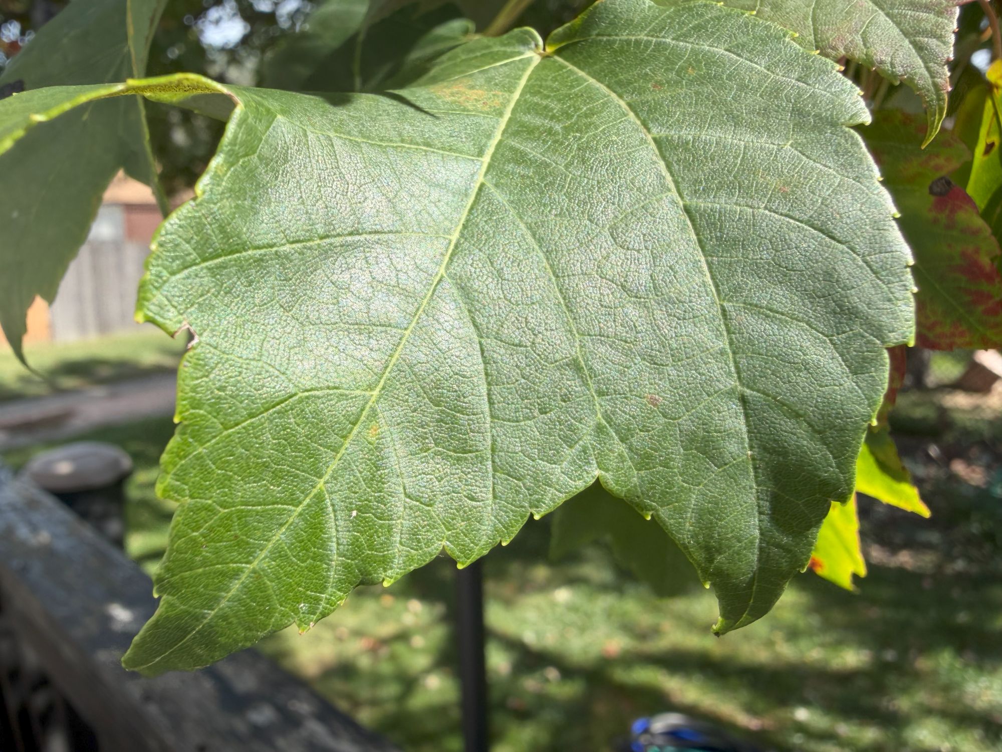 Apple iPhone 17 Pro Max macro sample.