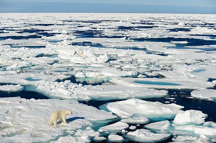 Polar bear walking between ice floats on a large ice pack in the Arctic Circle.