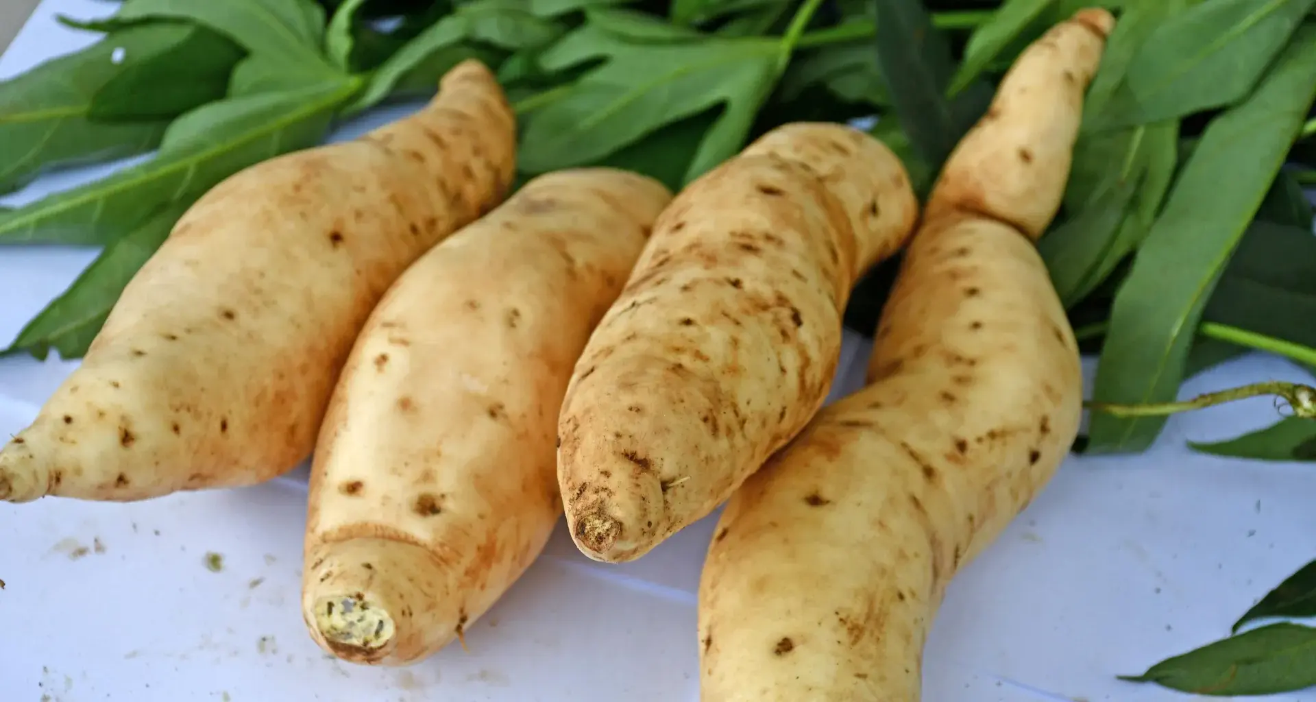 The sweetpotato’s DNA turned out stranger than anyone expected