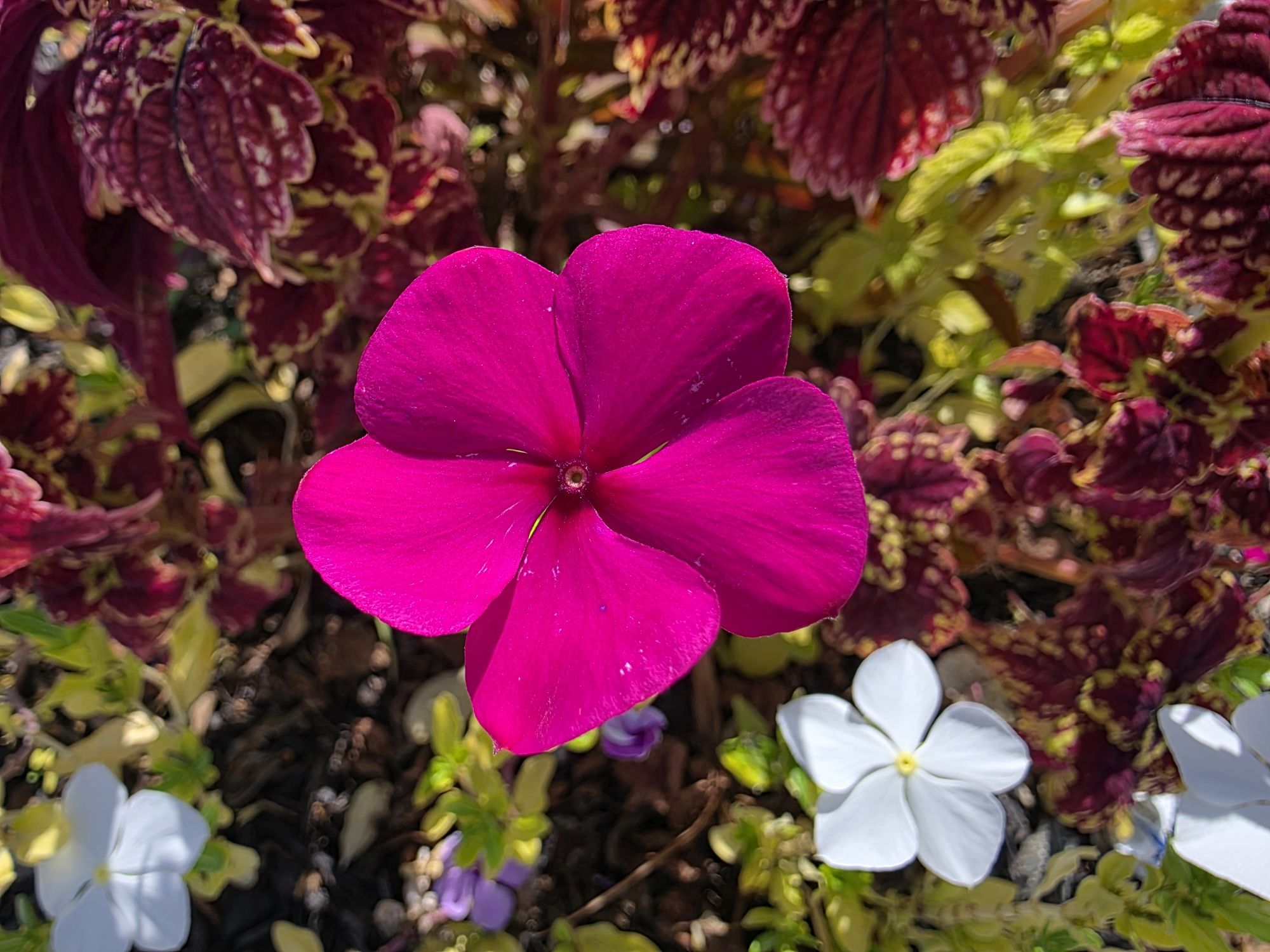 Samsung Galaxy S25 Ultra macro sample.