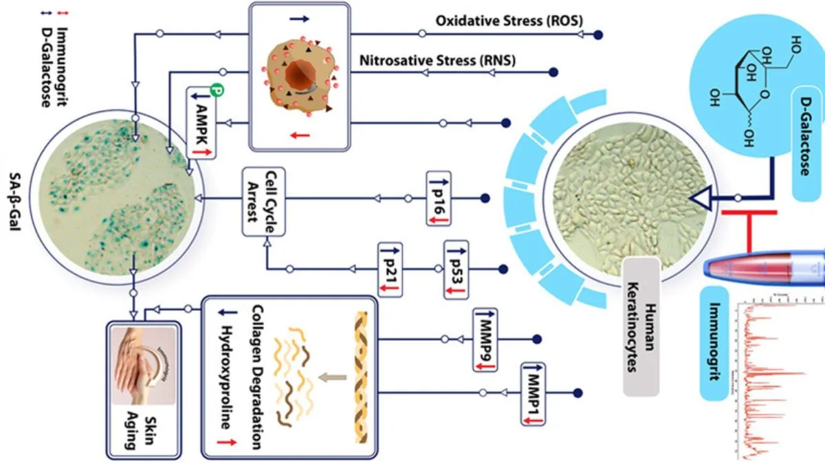 Immunogrit study reveals how ayurveda can help preserve youthfulness