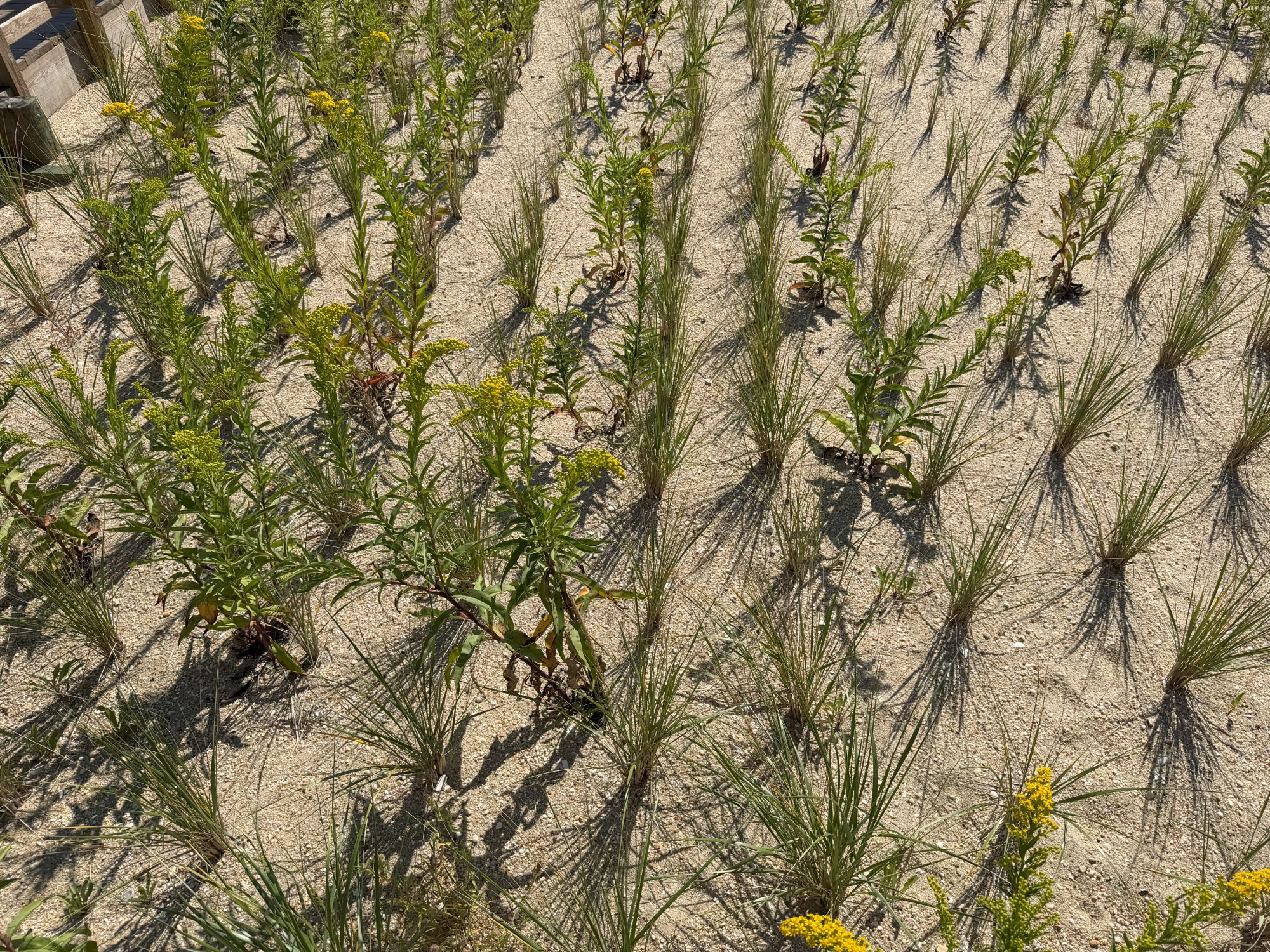 Apple iPhone 17 Pro Max daytime sample.