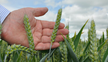 Enhanced gene mapping a ‘crucial step’ in tackling crop diseases – researcher