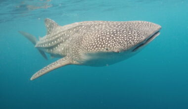 Study spotlights West Papua habitat as whale sharks face increased pressures