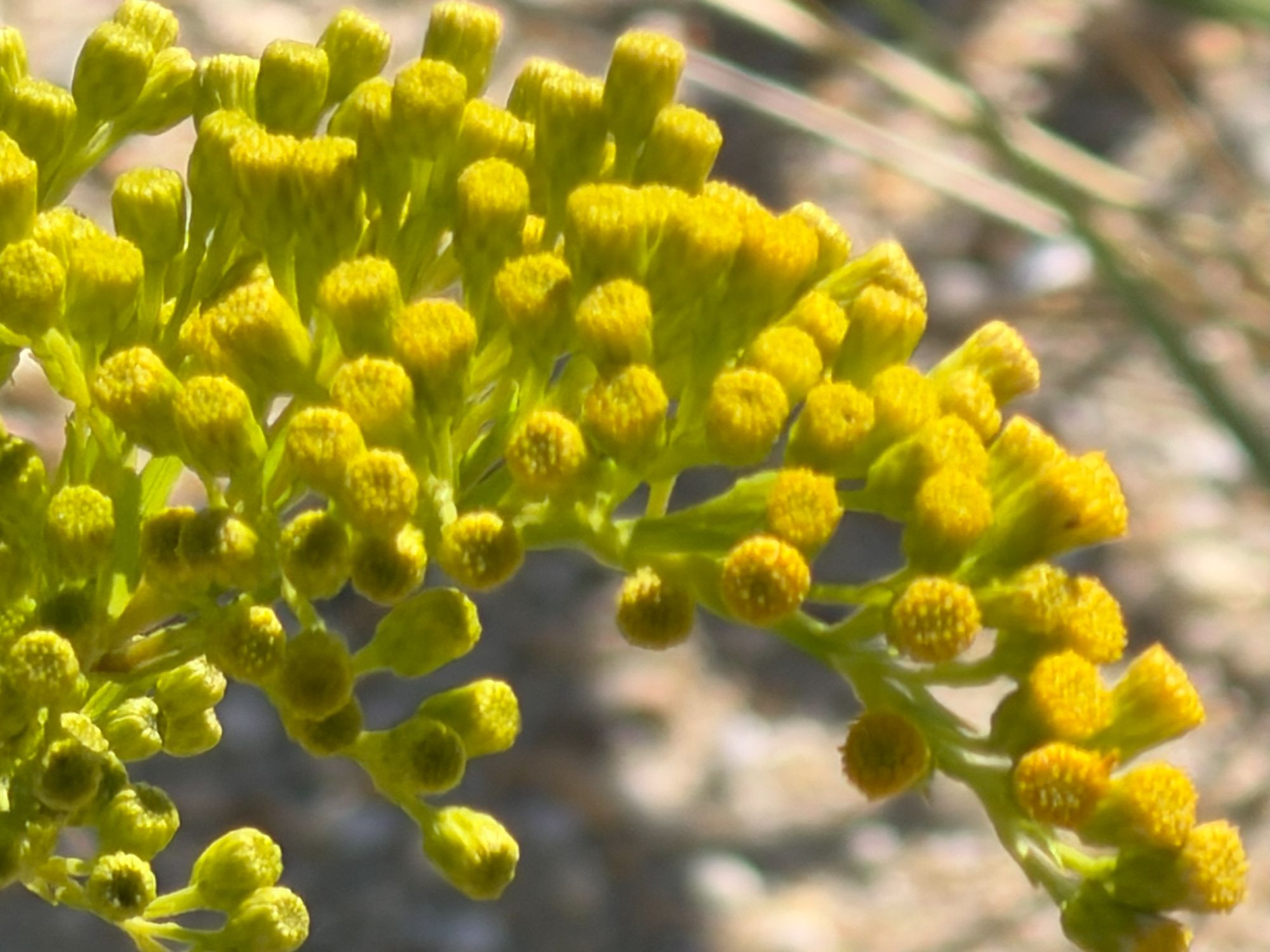 Apple iPhone 17 Pro Max zoom sample.