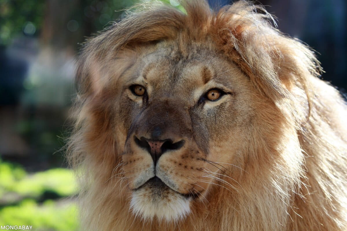 Lion. Photo by Rhett Ayers Butler