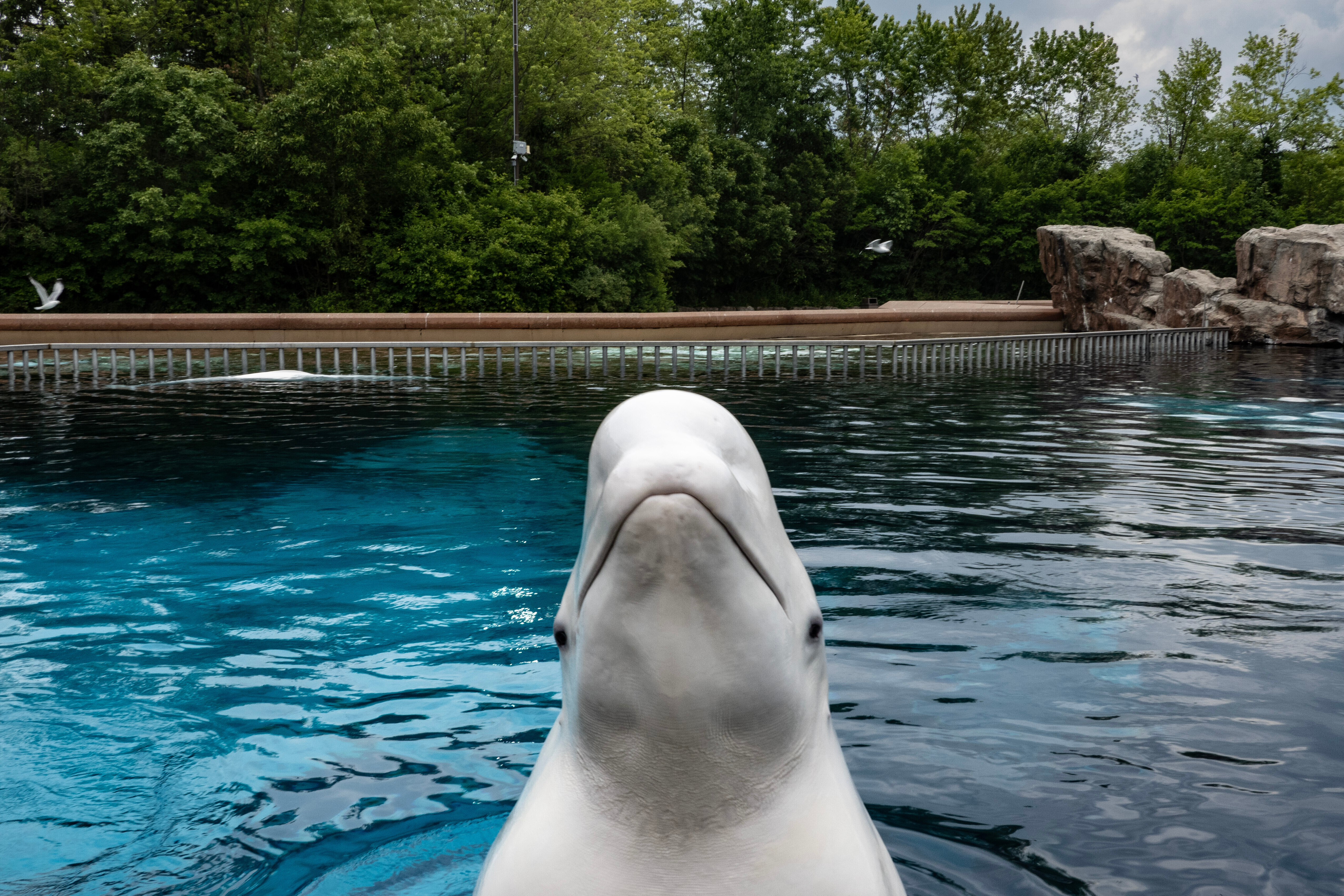 A beluga whale surfaces from a tank.