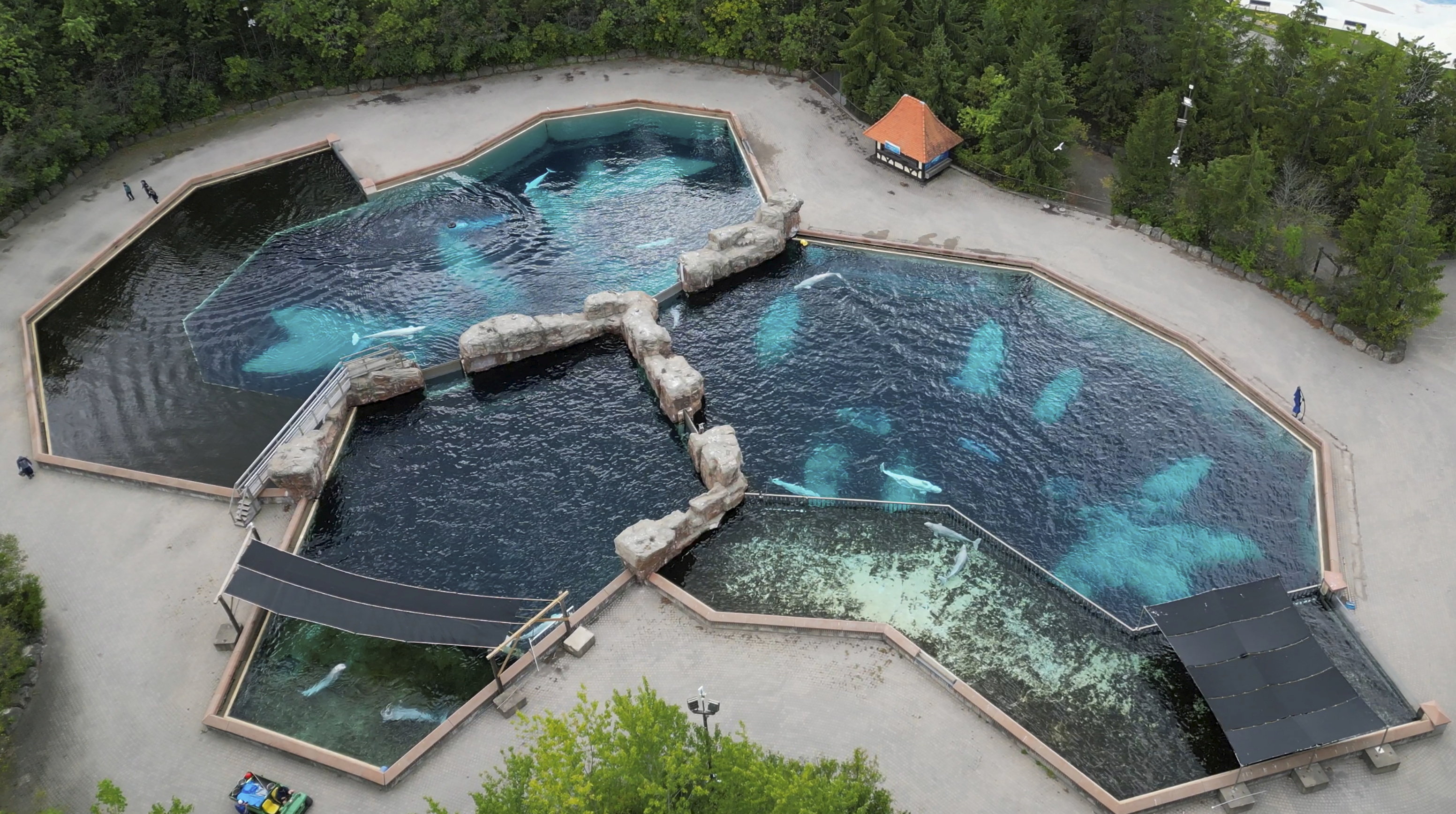 Aerial view of beluga whales swimming in multiple connected pools at Marineland.